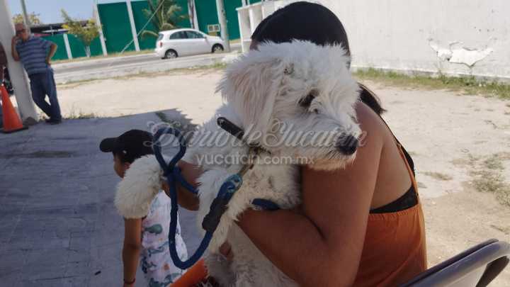 Progreso anuncia jornada gratuita de vacunación para perros y gatos en septiembre