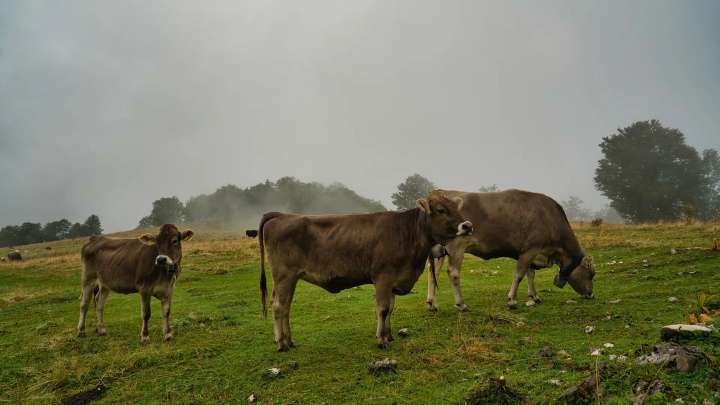 Diez vacas se escapan de un camión en Alcalà de Xivert: cinco siguen desaparecidas