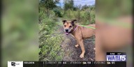 Paws Adoption Center: Meet Valentine!