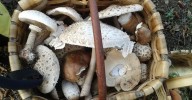 La campaña micológica de otoño en Castilla y León se retrasa por la falta de lluvias y las altas temperaturas