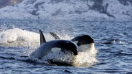 Wild Video Captures Killer Whales Attacking Yacht, Sinking Another Boat