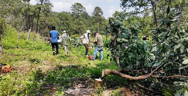 Ejidatarios de Tacámbaro arrancan más de 6 mil plantas de aguacate ilegal