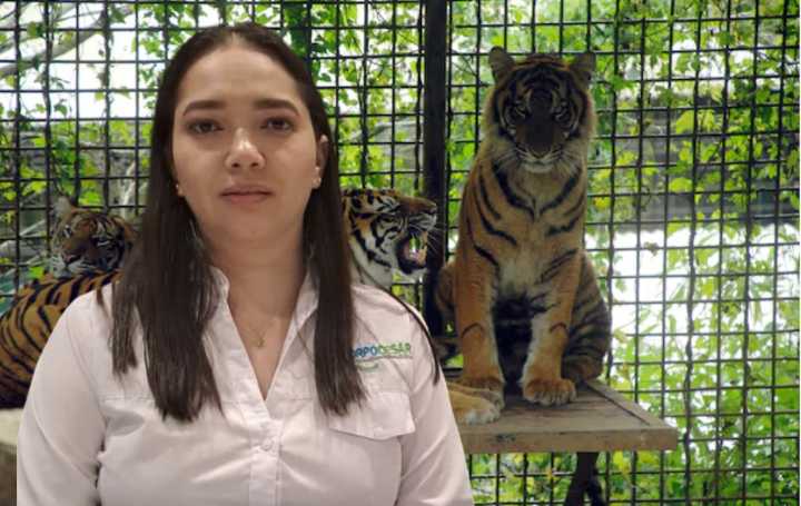 Los “Tigres Sueltos” de Corpocesar