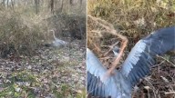 New York Hiker Follows Strange Cry And Finds A Majestic Creature Trapped And Calling For Help