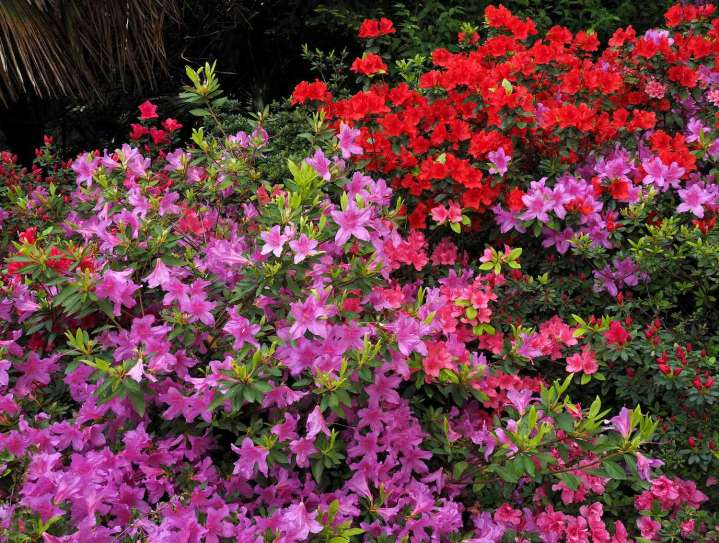 7 Plants You Should Never Prune in Fall