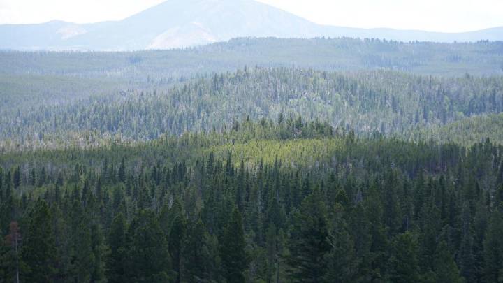 Viewpoint: Alliance stops troubled National Forest project