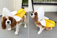 My Dog’s Halloween Costume Is Just $20 at PetSmart
