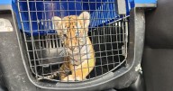 Rescatan a cachorro de tigre en operativo por acumulación de llantas