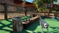 Residencias caninas en Huesca: una opción para que todos disfruten de días libres