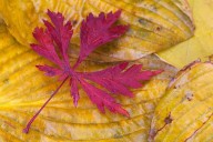 Celebrate the season: a guide to fall events at Queens Botanical Garden