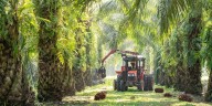 Cartagena será epicentro del diálogo sobre el futuro del aceite de palma sostenible en la región