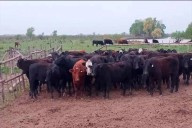 Robaron 97 vacas y un auto 0KM delató a los responsables: imputaron a un atleta olímpico