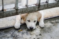 LETTER: There are cheap options for spay and neuter