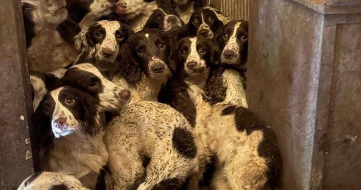 Springer Spaniels rescued from squalid home training to be police dogs