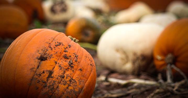 Five pumpkin patches near Glasgow where you can pick your own this autumn