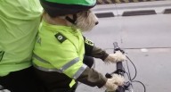 Hogar de esperanza: Policías de Kennedy rescatan perritos de la calle