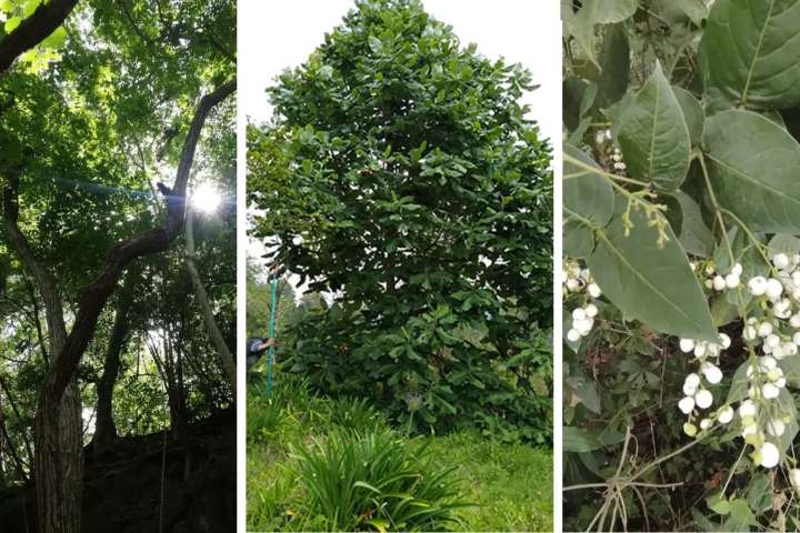 Más de mil especies de árboles endémicos del país podrían desaparecer, alerta estudio