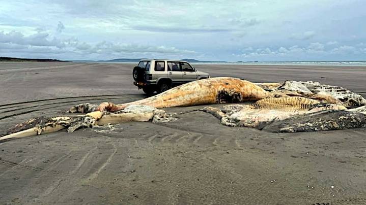 Descubrieron los restos de una aterradora y misteriosa criatura en una playa de Gales