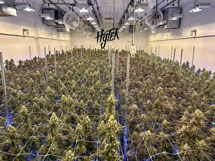 Zalympix crowns Michigan’s best cannabis flower, rosin