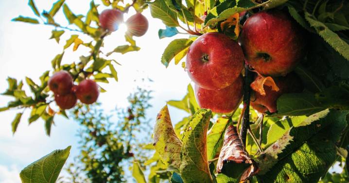 Warning over taking fruit from overhanging neighbour's tree