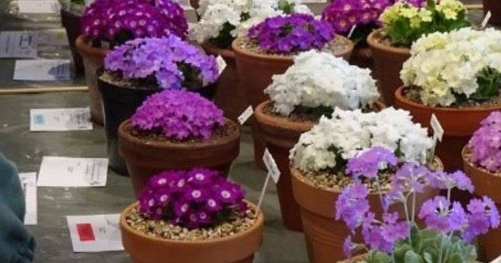 Plant lovers in Livingston later this month for Scotland’s Autumn gardening event