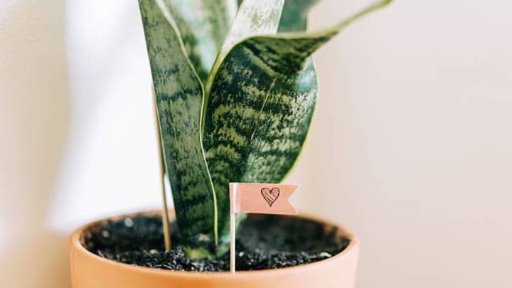 Pocos lo saben: esto es lo que sucede si no limpias las hojas de tu sansevieria o lengua de suegra