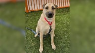 Nevada Pup Struggled In The Shelter, But A Day In Nature Brought His Spark Back