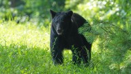 Man on tractor mauled, critically injured in bear attack in Alaska