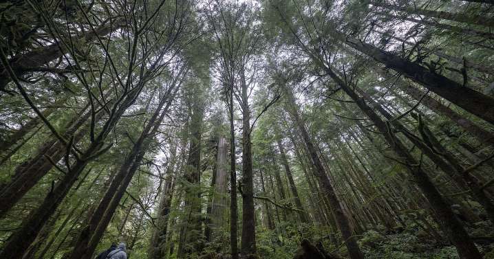 B.C. court grants injunction to halt logging blockade on Vancouver Island