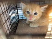 Letters: San Jose council must lead on improving animal shelter