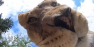 VIDEO: Lions find, play with hidden camera at Oregon Zoo