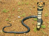 You’d never guess how many snakes were found soon after South Dakota man was bitten