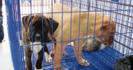 Congreso de la CDMX analiza prohibir exhibición de animales para su venta