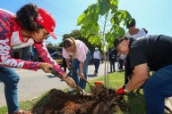 Ya son 100 los árboles protegidos con Valor Cultural y Patrimonial de Mérida: Cecilia Patrón