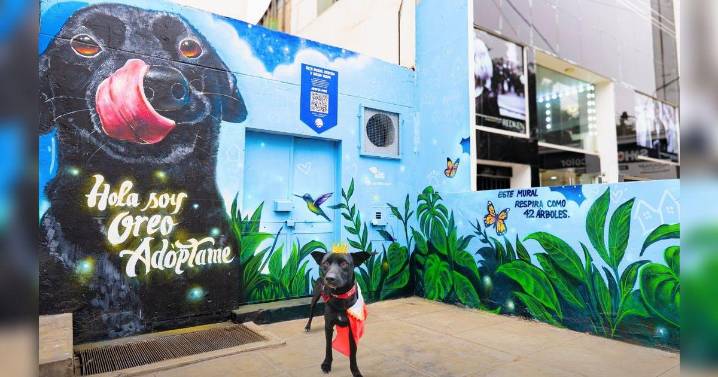 ''Iluminando Vidas'' en San Borja: campaña premiada por la ONU promueve la adopción de mascotas a través del arte ecológico
