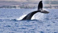 Cardano’s Bearish Retail Crowd Hands Whales a Buying Opportunity