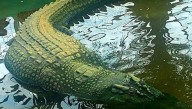 The Largest Crocodile Ever Recorded And Captured Was 6.17 Meters And Called Lolong