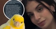 Insólito: dejó la universidad porque se le murió su canario "Luis"