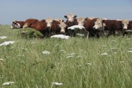 INTA trabaja en la prevención de la garrapata bovina en los rodeos entrerrianos