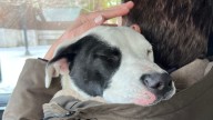Missouri Pup Searching For Help On The Street Finds A Loving Rescuer And Melts Everyone’s Heart