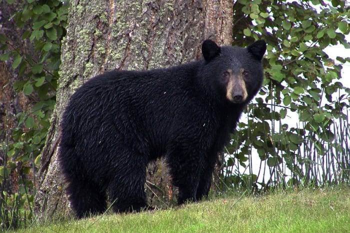 Conservation group sues to block Florida bear hunt