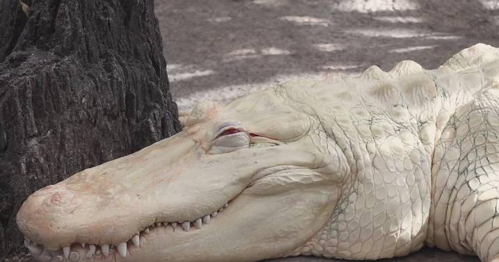Rare albino alligator Claude turns 30, celebrated as Bay Area icon