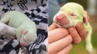Mississippi Puppy Born With Shocking Green Fur Gets The Perfect Shrek