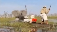 Terror en un safari: un elefante ataca a unos turistas en Botsuana después de que el guía los acercara demasiado a sus crías