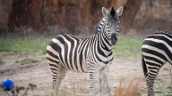 Columbus Zoo announces zebra’s death after gate collision