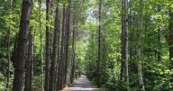 New Wisconsin Legislature bill aimed towards forestry in Northern Wisconsin