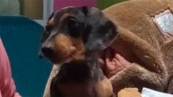 Desesperada búsqueda de una perrita salchicha perdida en barrio Avenida
