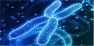 Synthetic Human Chromosome!