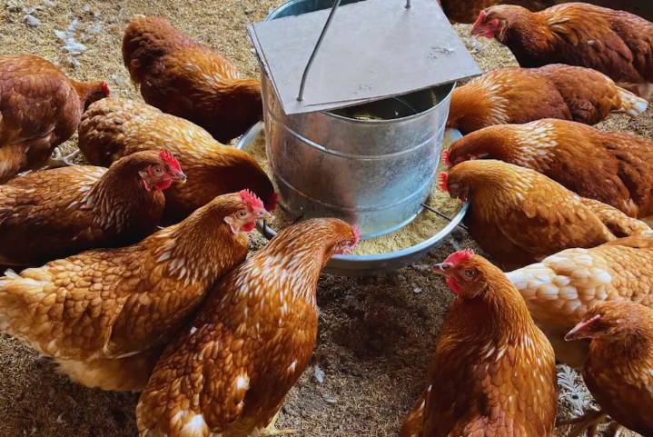 En Entre Ríos bajaron impuestos para avícolas y otorgan subsidios al arroz