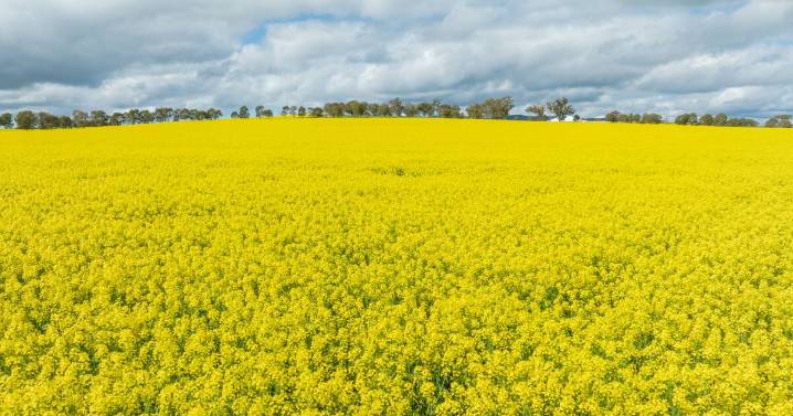Northern crops in a strong position as spring starts 
